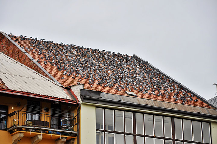 A2B Pest Control are able to install spikes to deter birds from roofs in Greenwich Peninsula. 