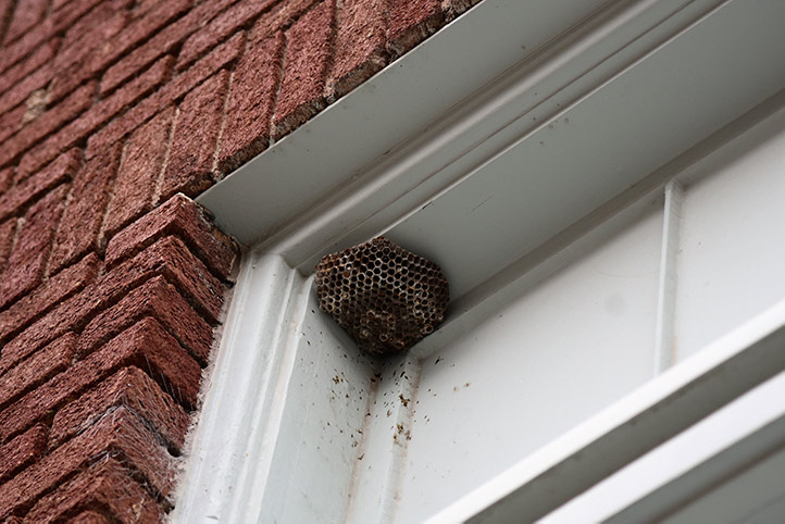 We provide a wasp nest removal service for domestic and commercial properties in Greenwich Peninsula.